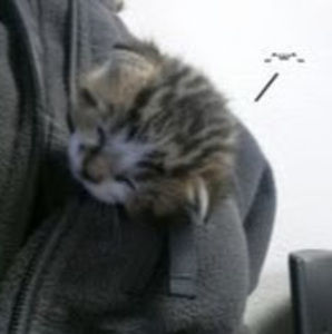 Meet your Posher, Scout